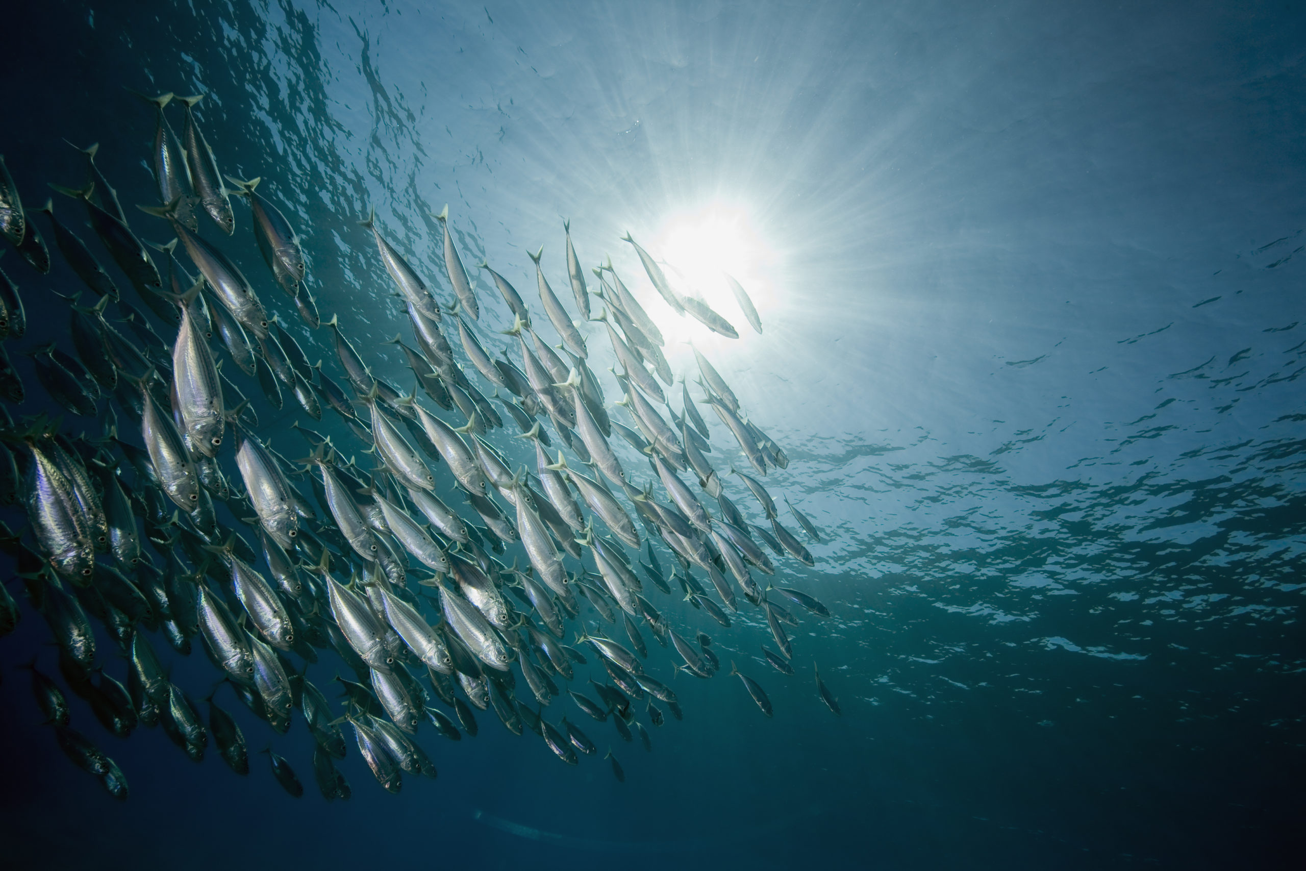 striped mackerel (rastrelliger kanagurta)